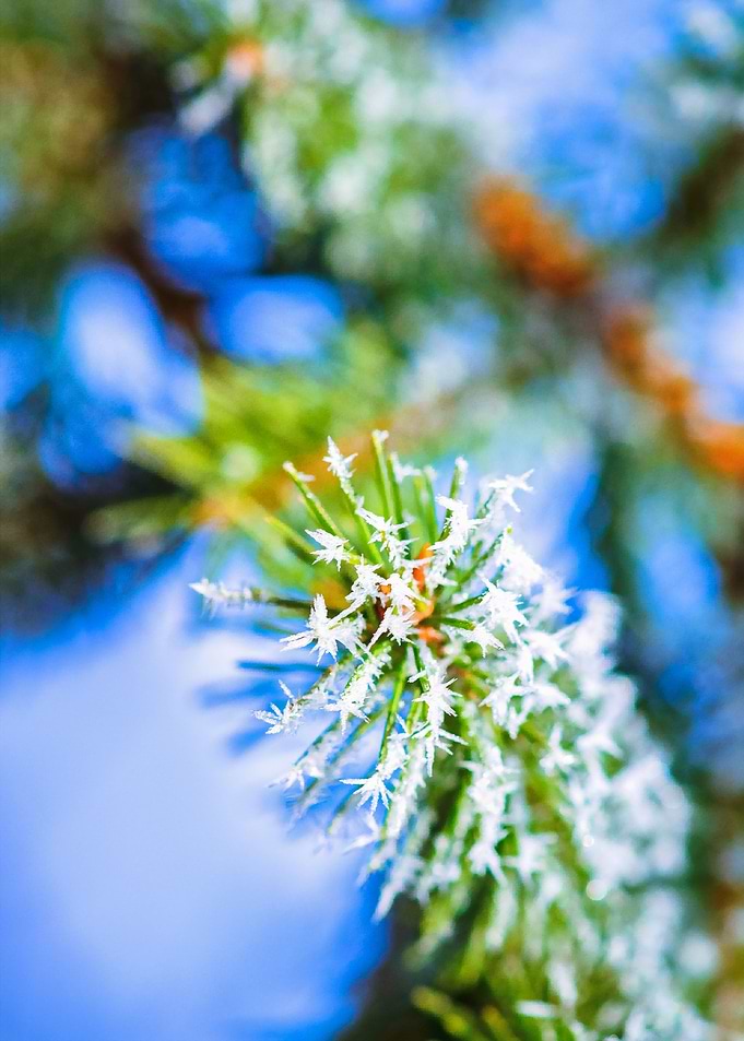 Bitter Cold Green Needles