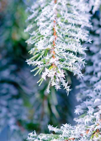 Bitter Cold Fir Tree Cool
