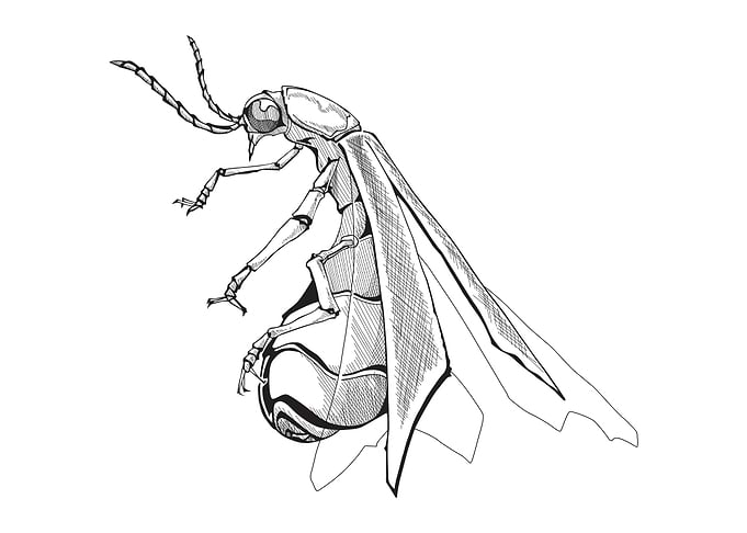 firefly