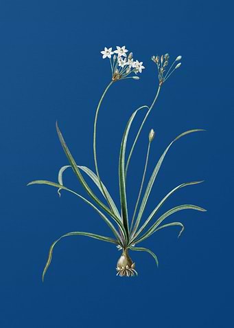 Allium Fragrans