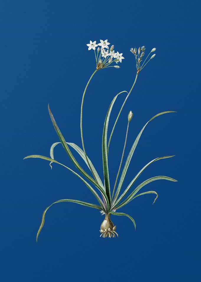 Allium Fragrans