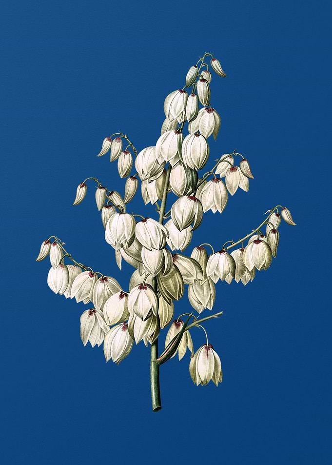 Aloe Yucca
