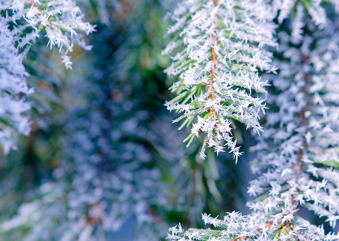 Bitter Cold Fir Tree Cool