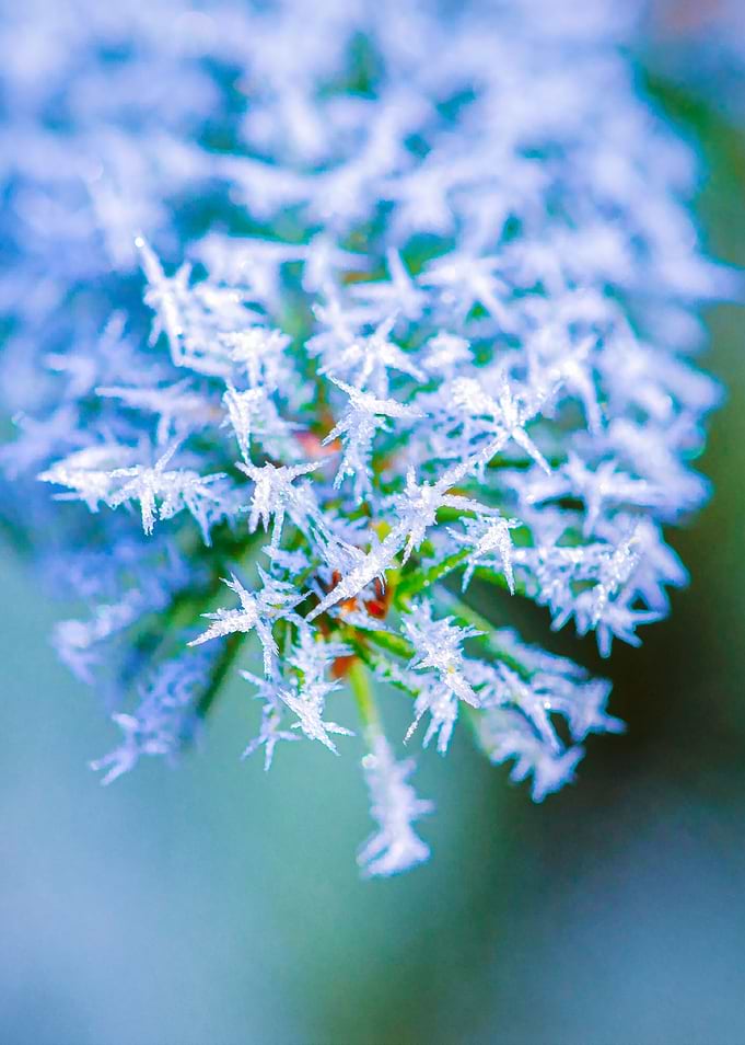 Bitter Cold Ice Crystals