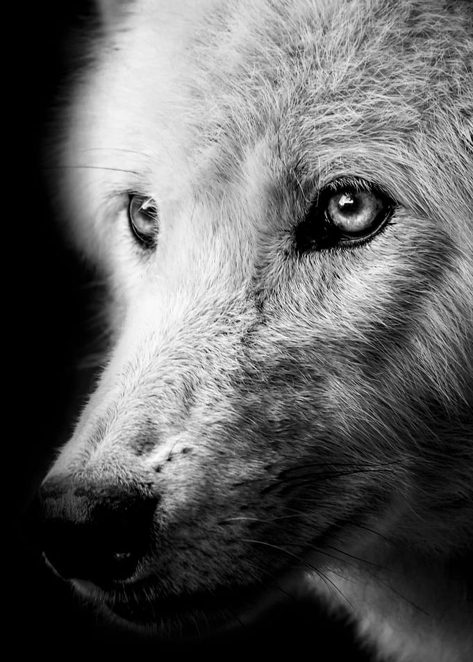 wild wolf night face