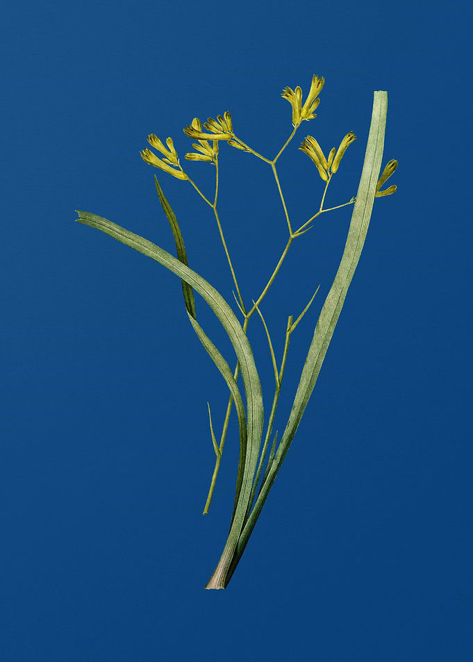 Anigozanthos Flavida