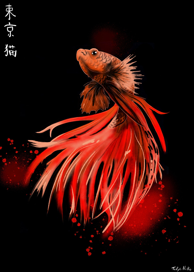 Beta Fish