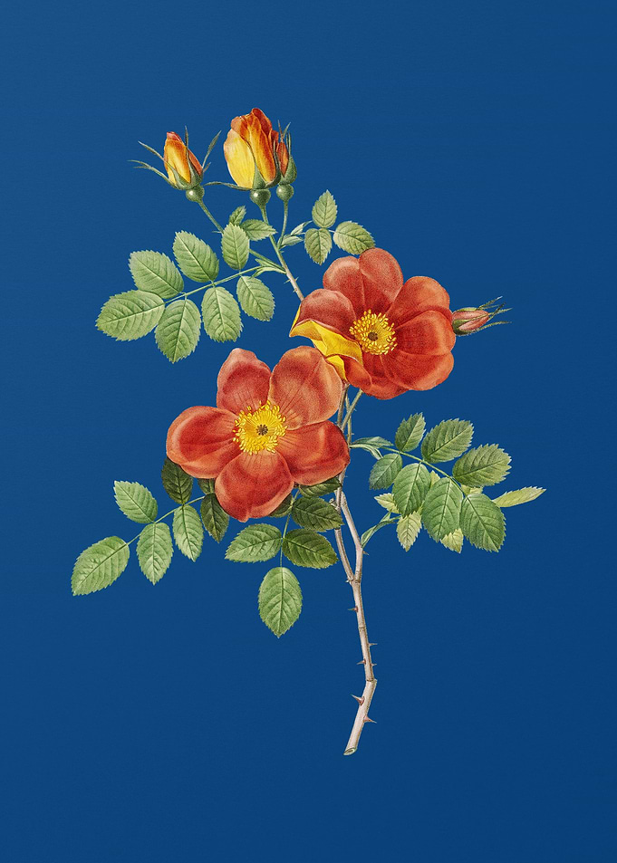 Austrian Briar Rose