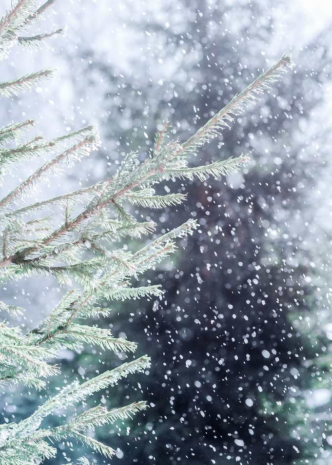 Winter Snow Fir Trees