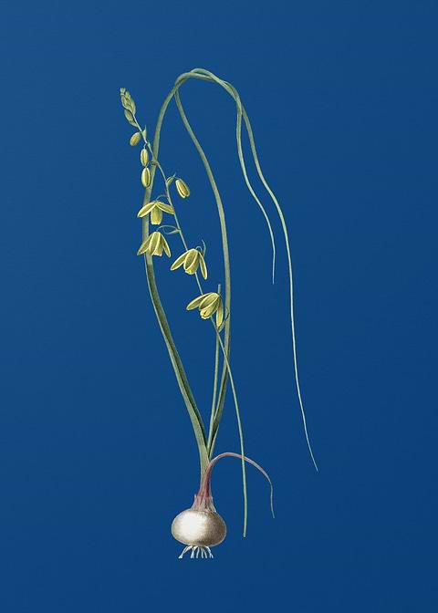 Albuca