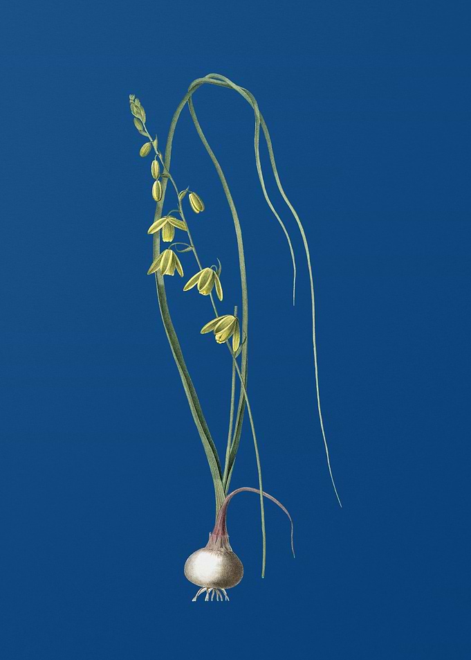 Albuca