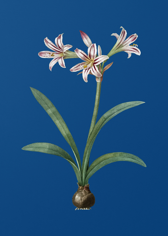 Amaryllis