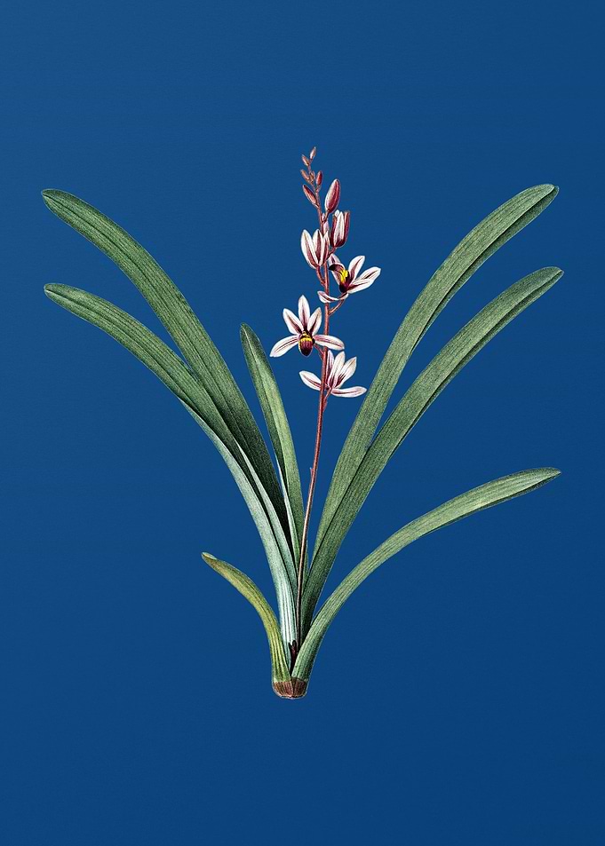 Boat Orchid on Blue