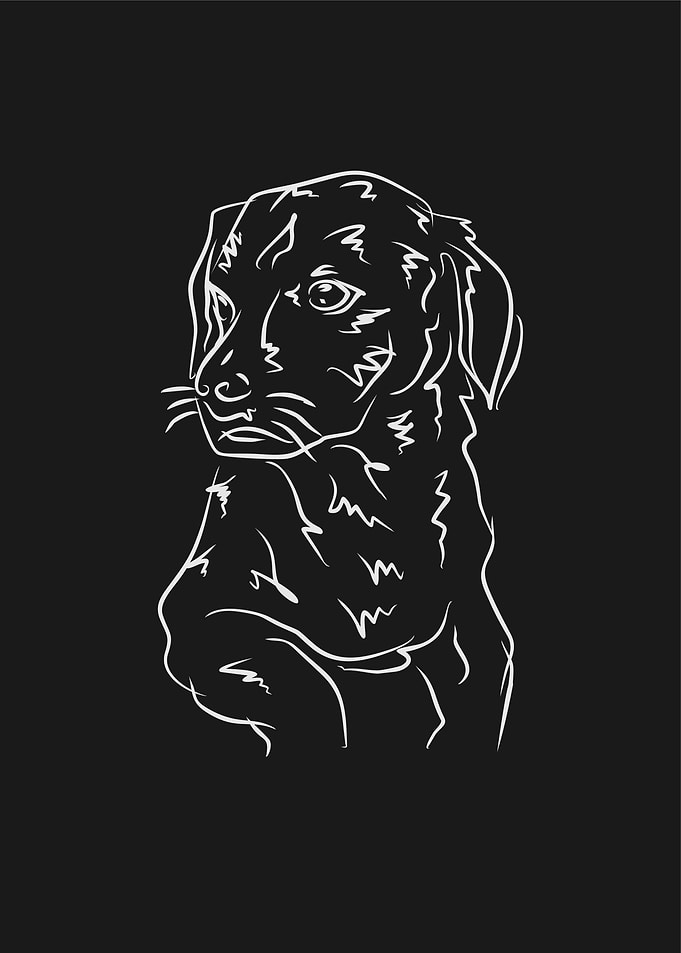 Dog 8d Grey Line