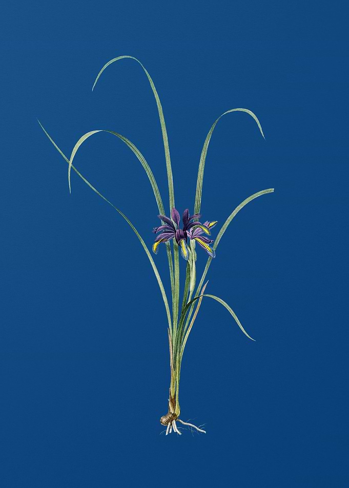 Grass Leaved Iris on Blue