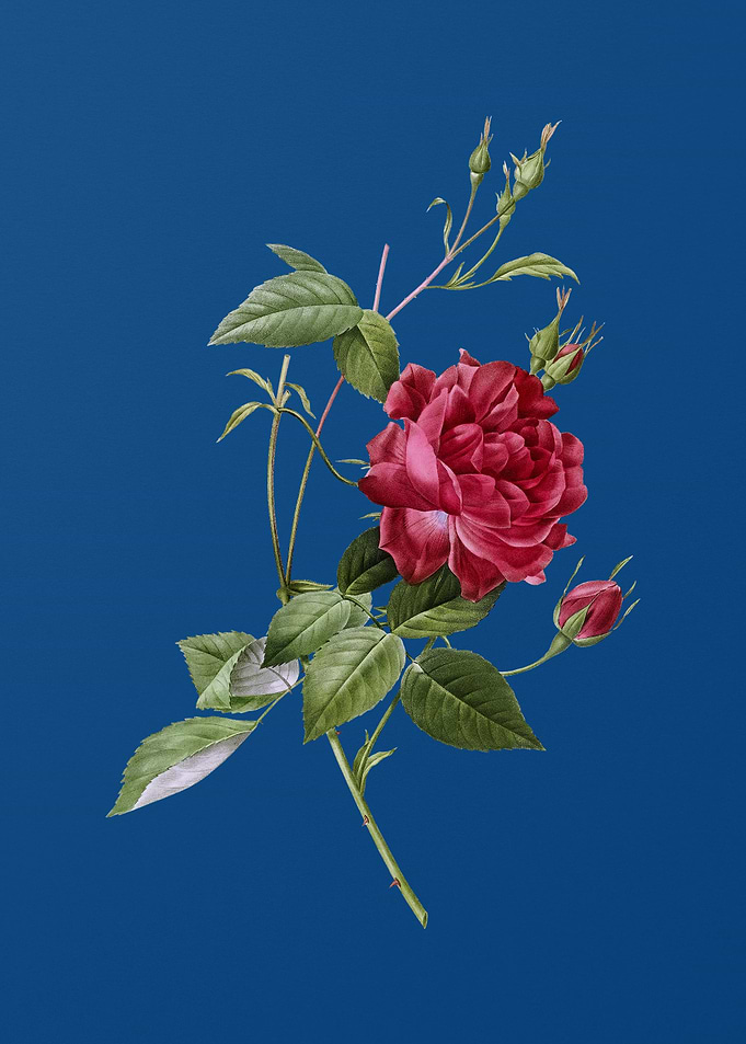 Blood Red Bengal Rose