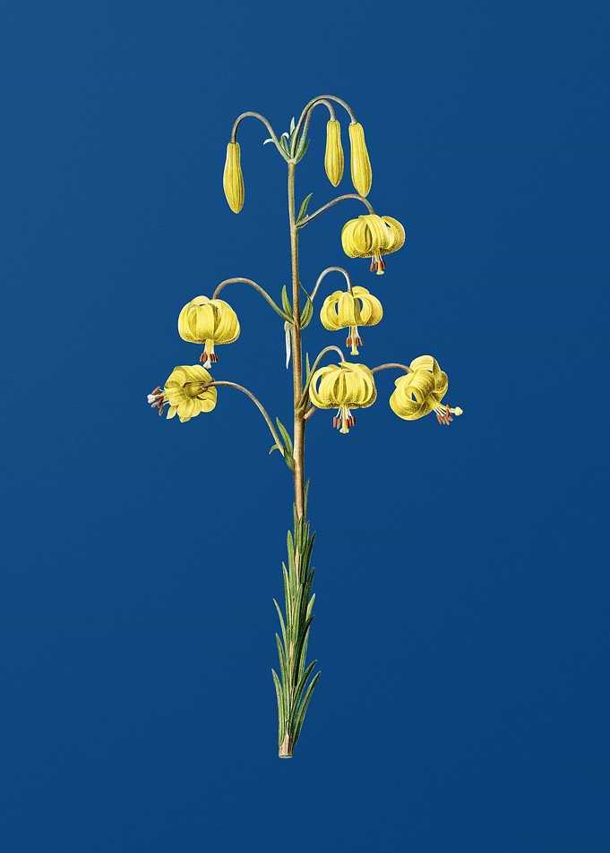 Lilium Pyrenaicum