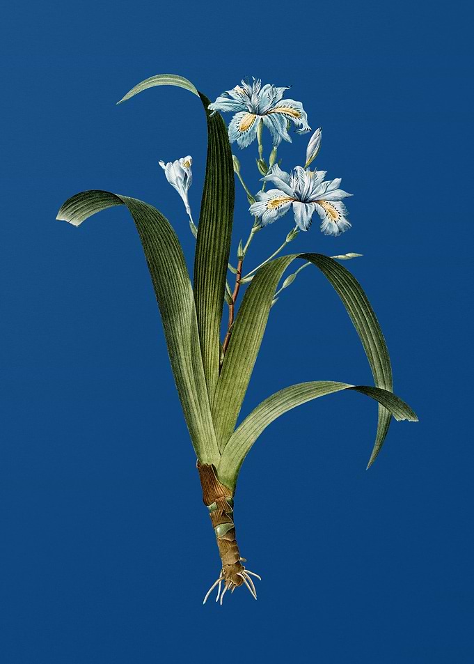Iris Fimbriata on Blue