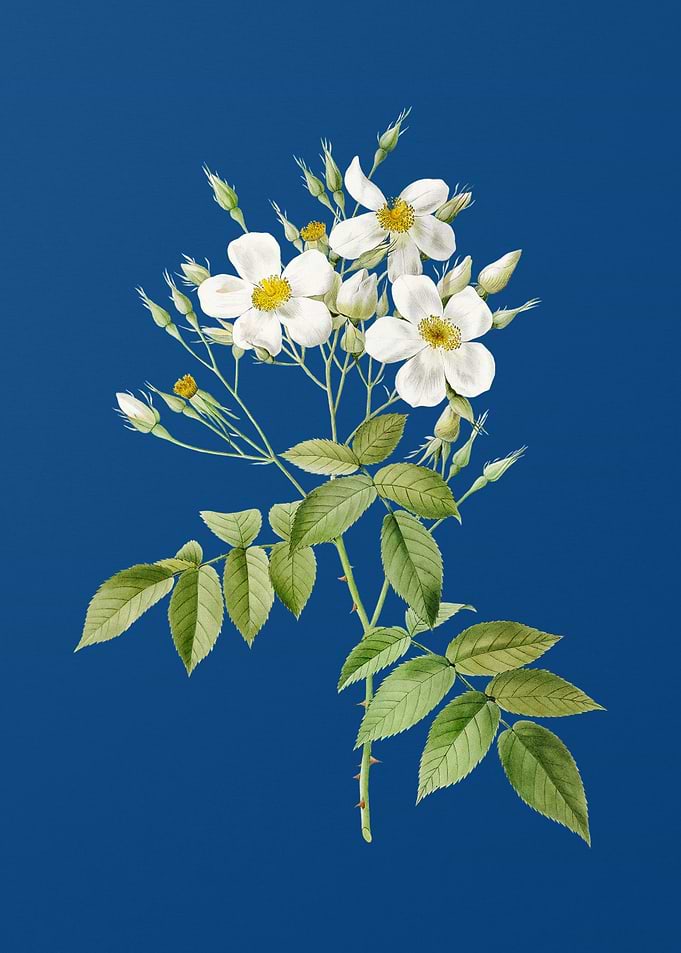 Blooming Musk Rose