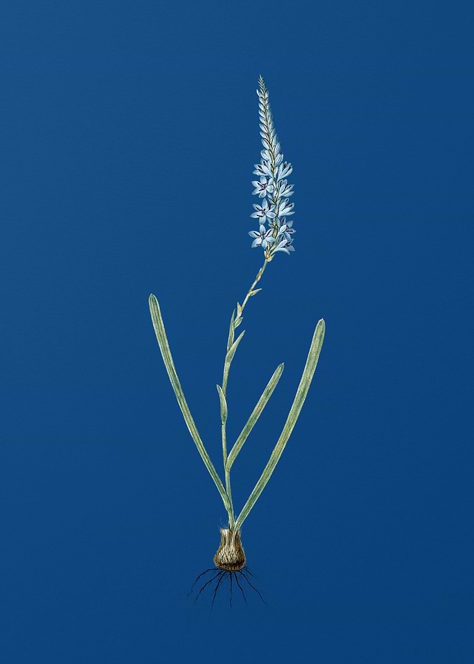 Ixia Cepacea on Blue