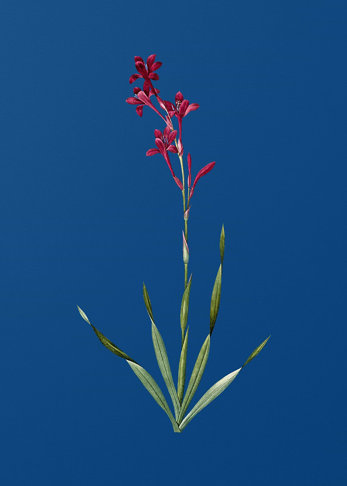 Bugle Lily