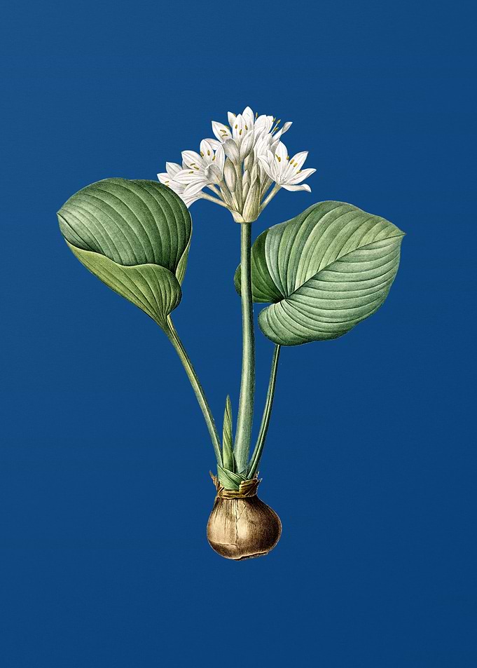 Cardwell Lily