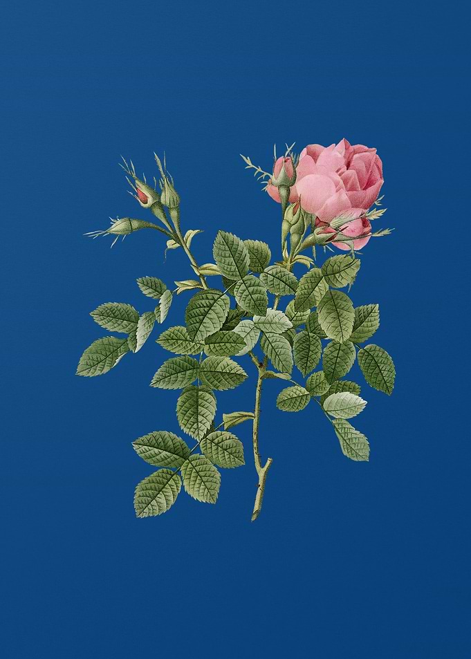 Dwarf Damask Rose