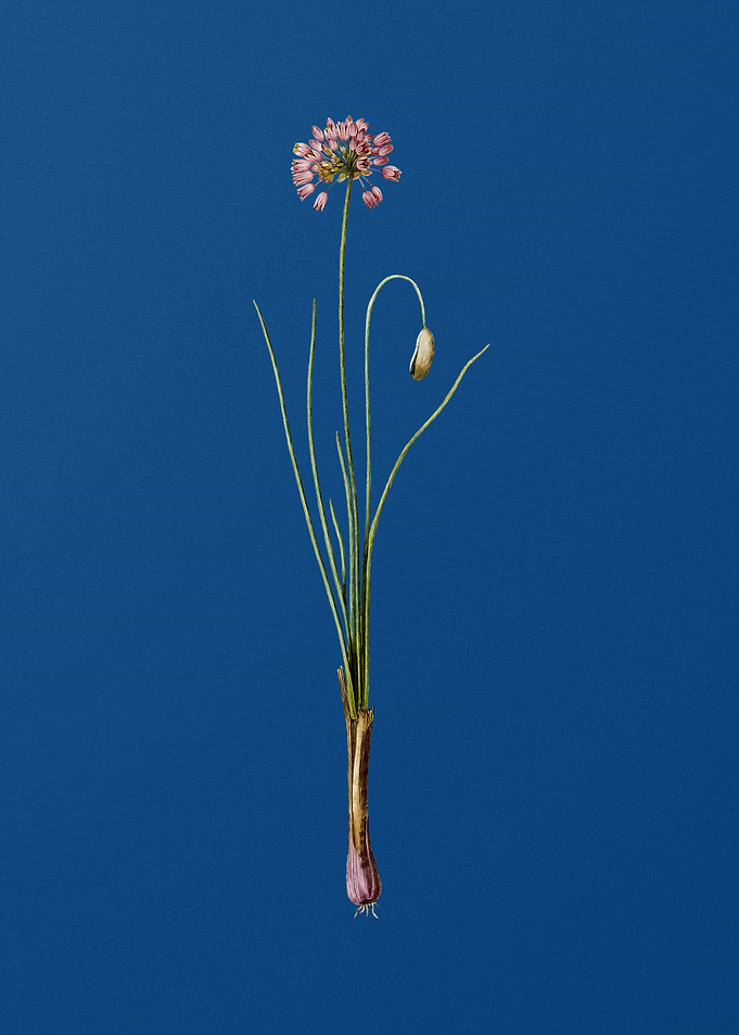 Vintage Autumn Onion