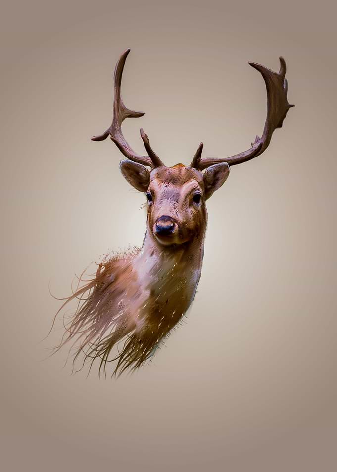 Deer Artwork