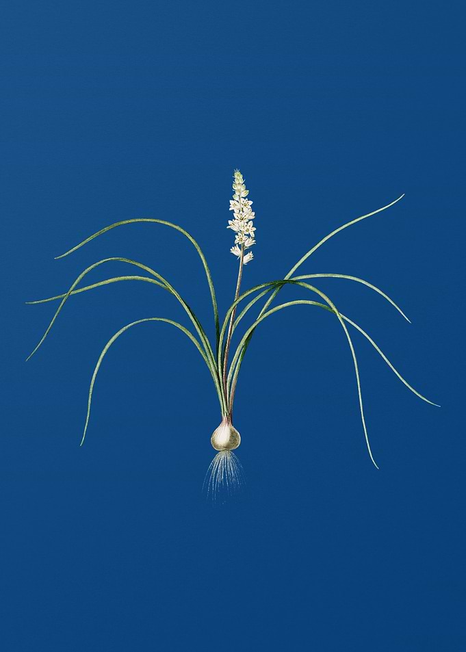 Lachenalia Angustifolia