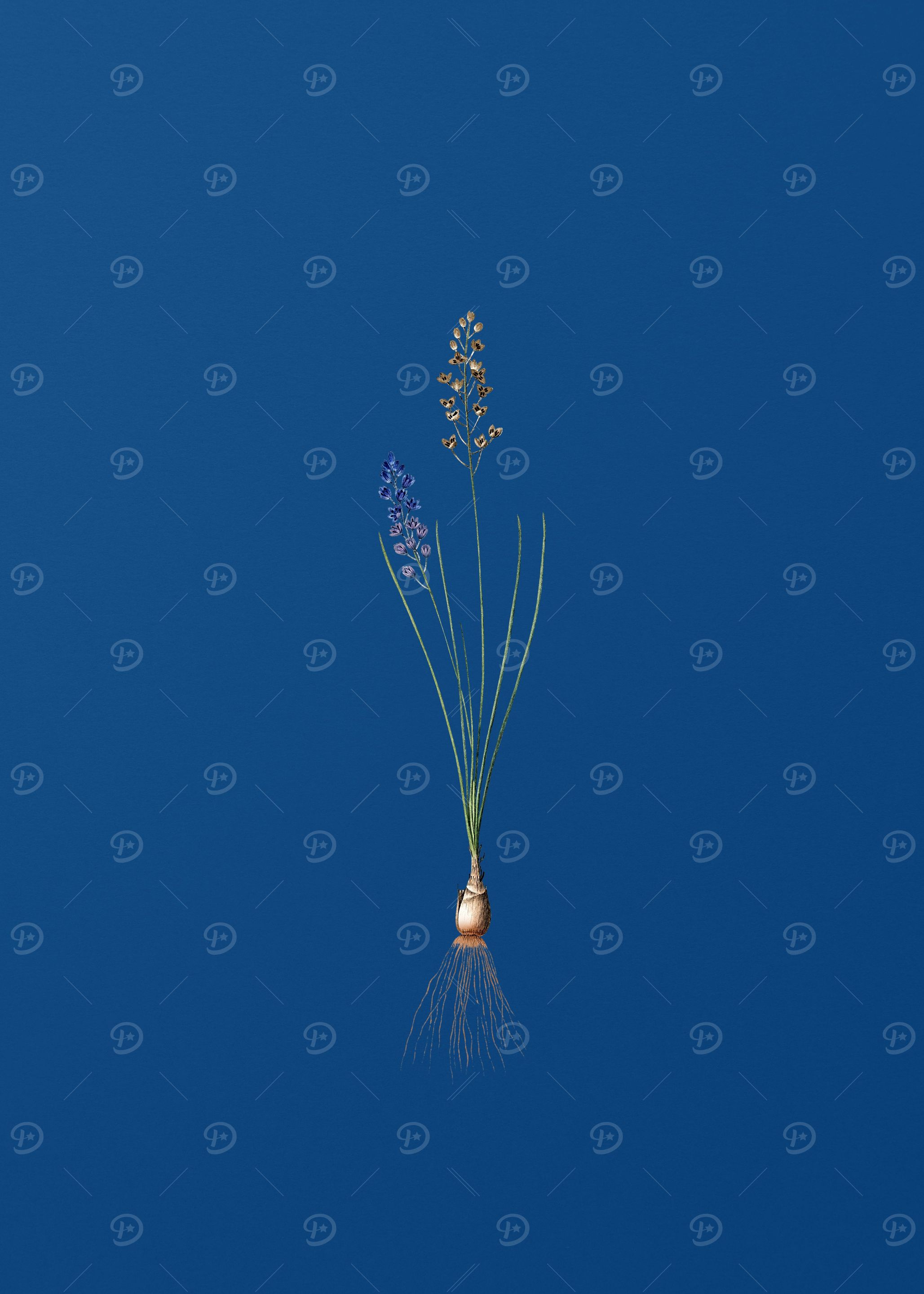 Vintage Autumn Squill