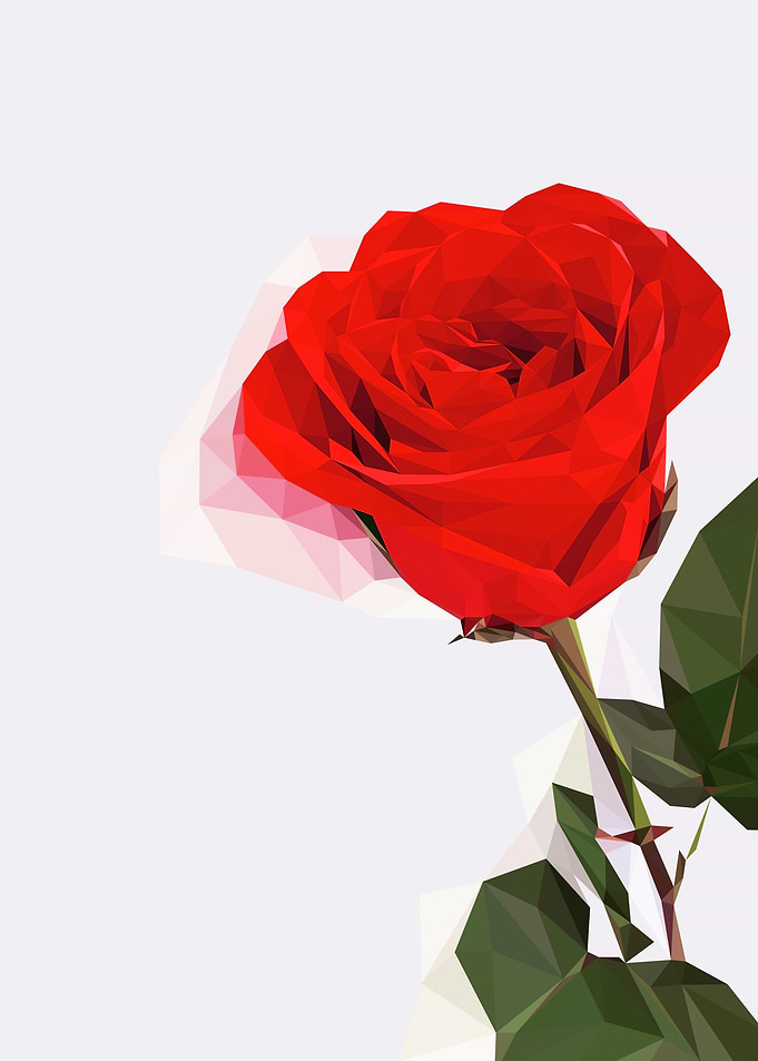 Beautiful Rose