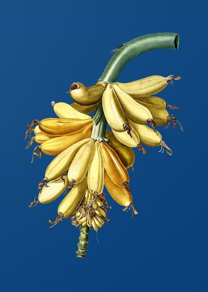 Banana on Classic Blue