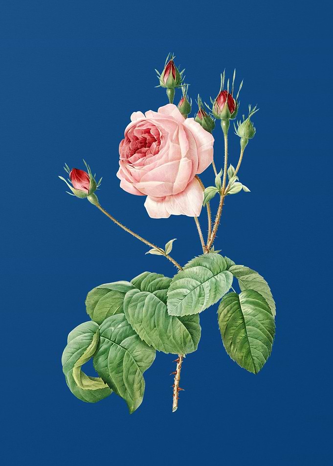 Blooming Cabbage Rose