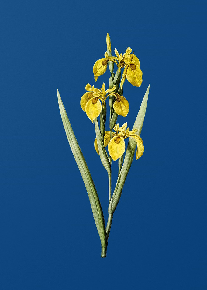 Irises on Classic Blue