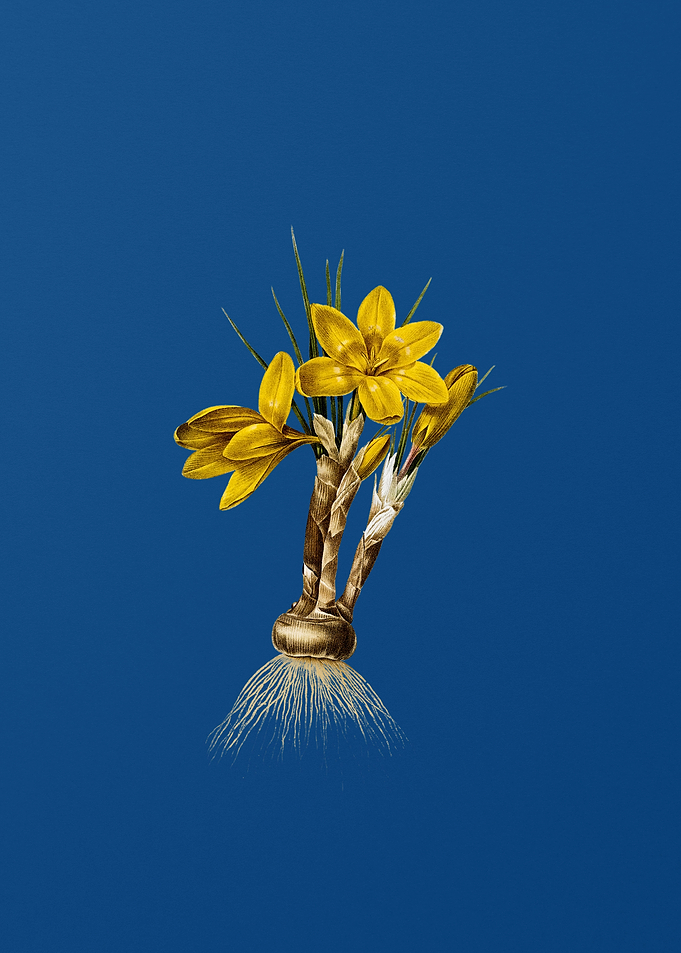Crocus Luteus on Blue