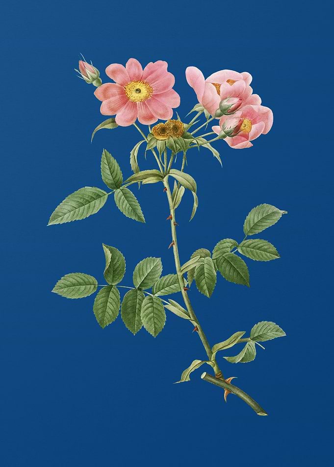 Lady Monson Rose Bloom