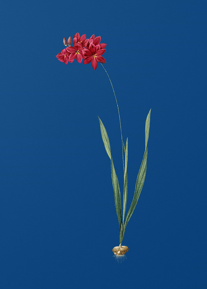 Ixia Filiformis on Blue