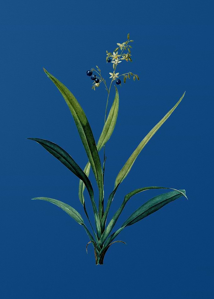 Flax Lilies on Blue