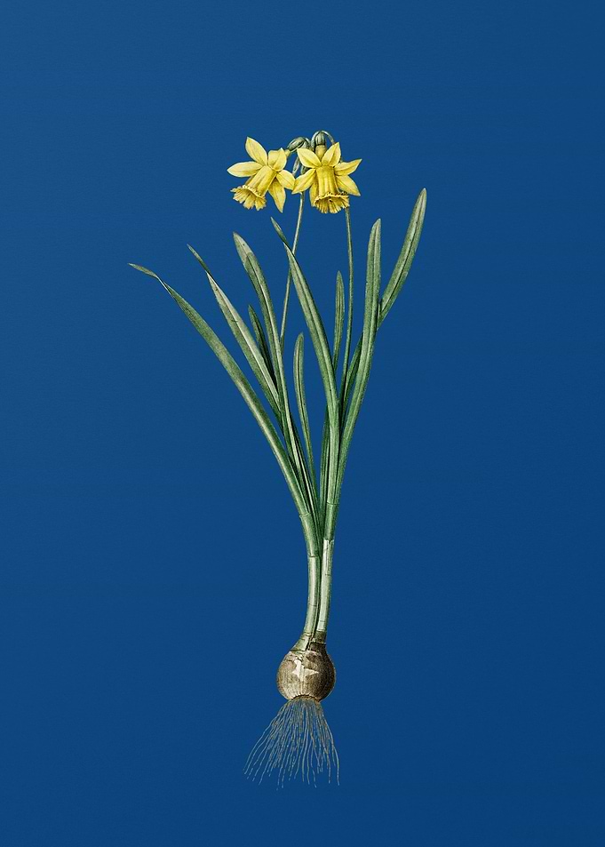 Lesser Wild Daffodil