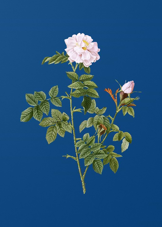 Blooming Pink Rosebush