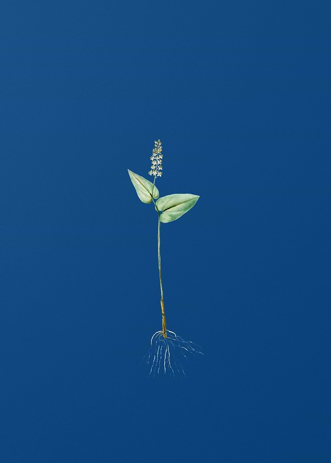 Mayanthemum on Blue