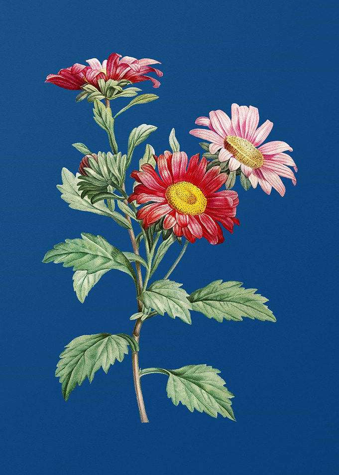 Blooming Red Aster Flowers
