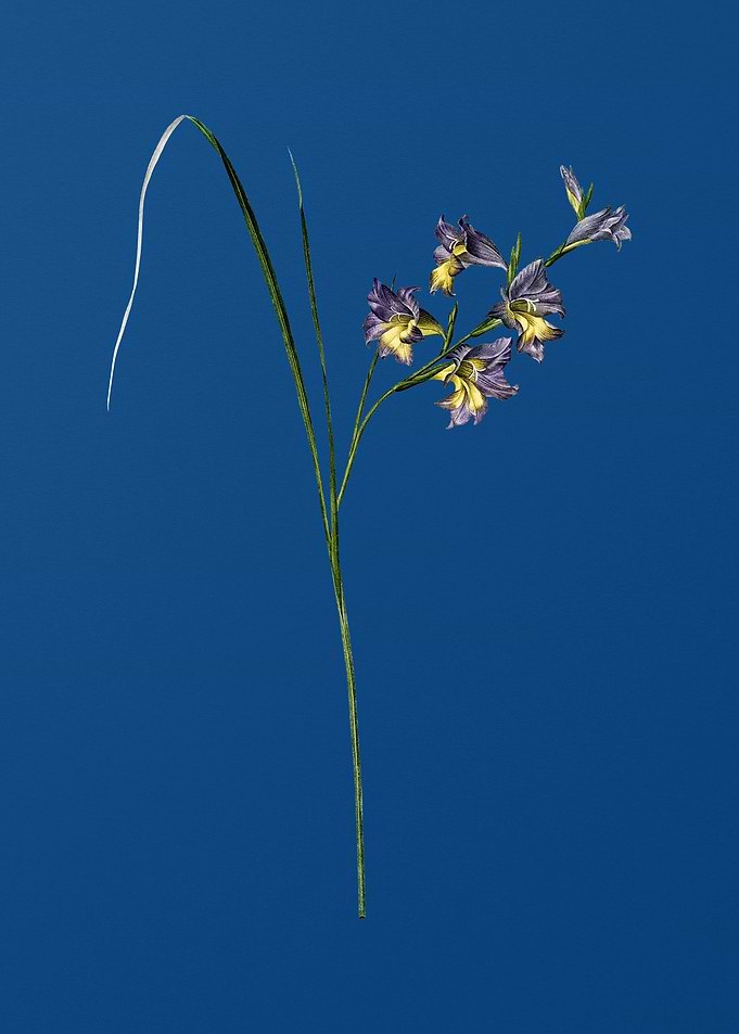 Gladiolus Ringens on Blue