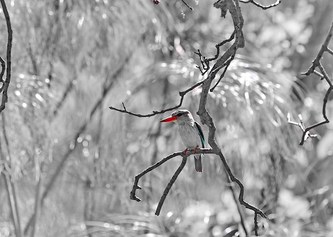 Woodland Kingfisher 3745 C