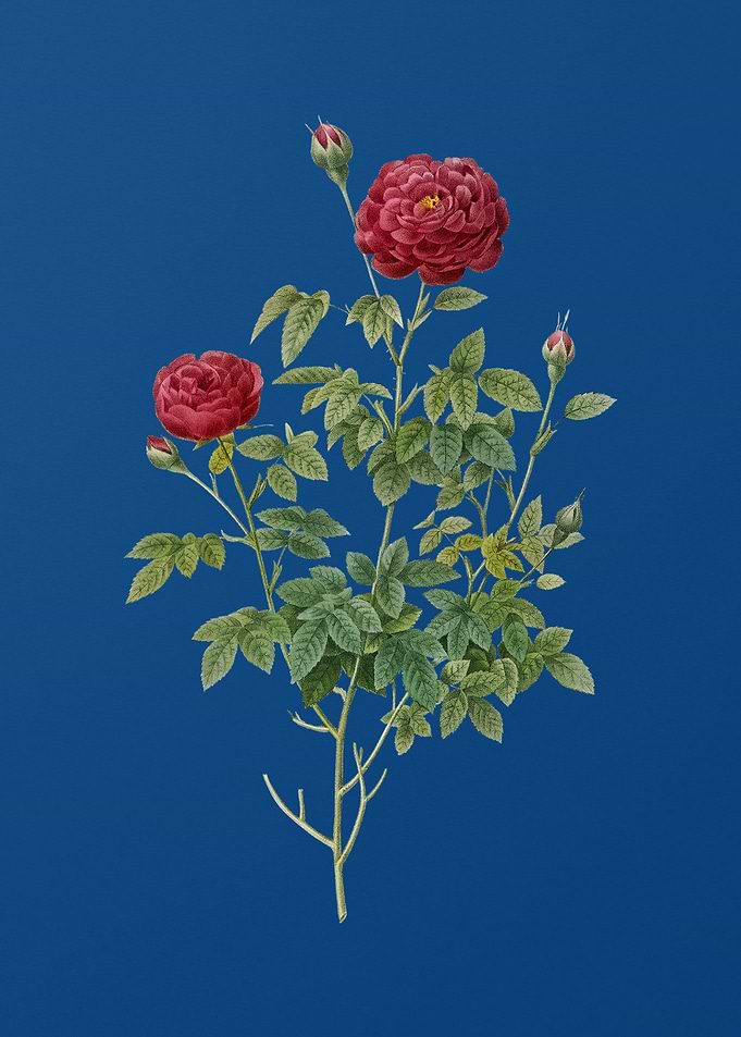 Burgundy Cabbage Rose