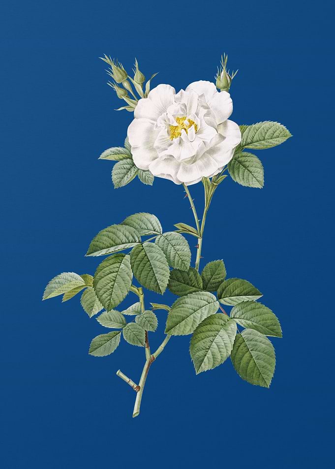 Blooming White Rose