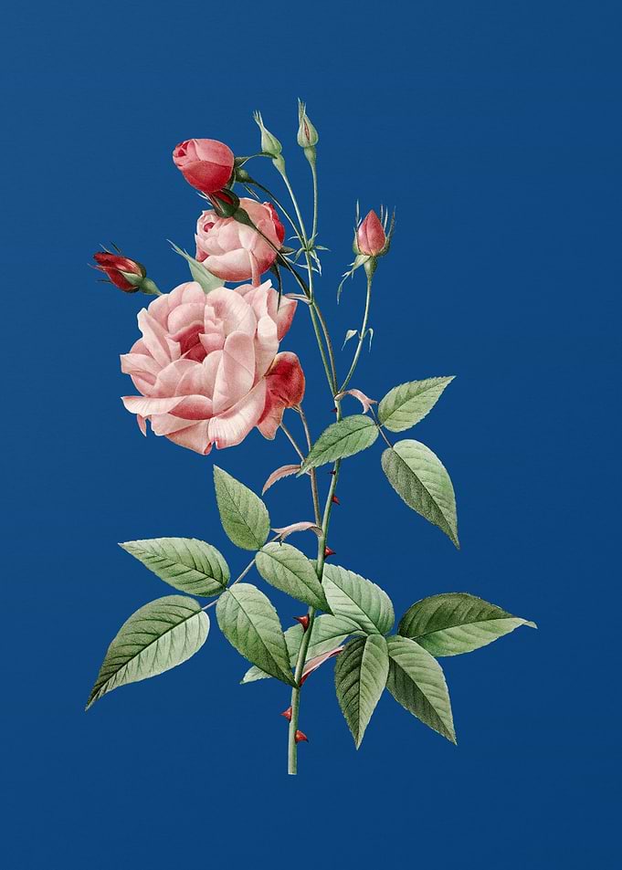 Common Rose of India