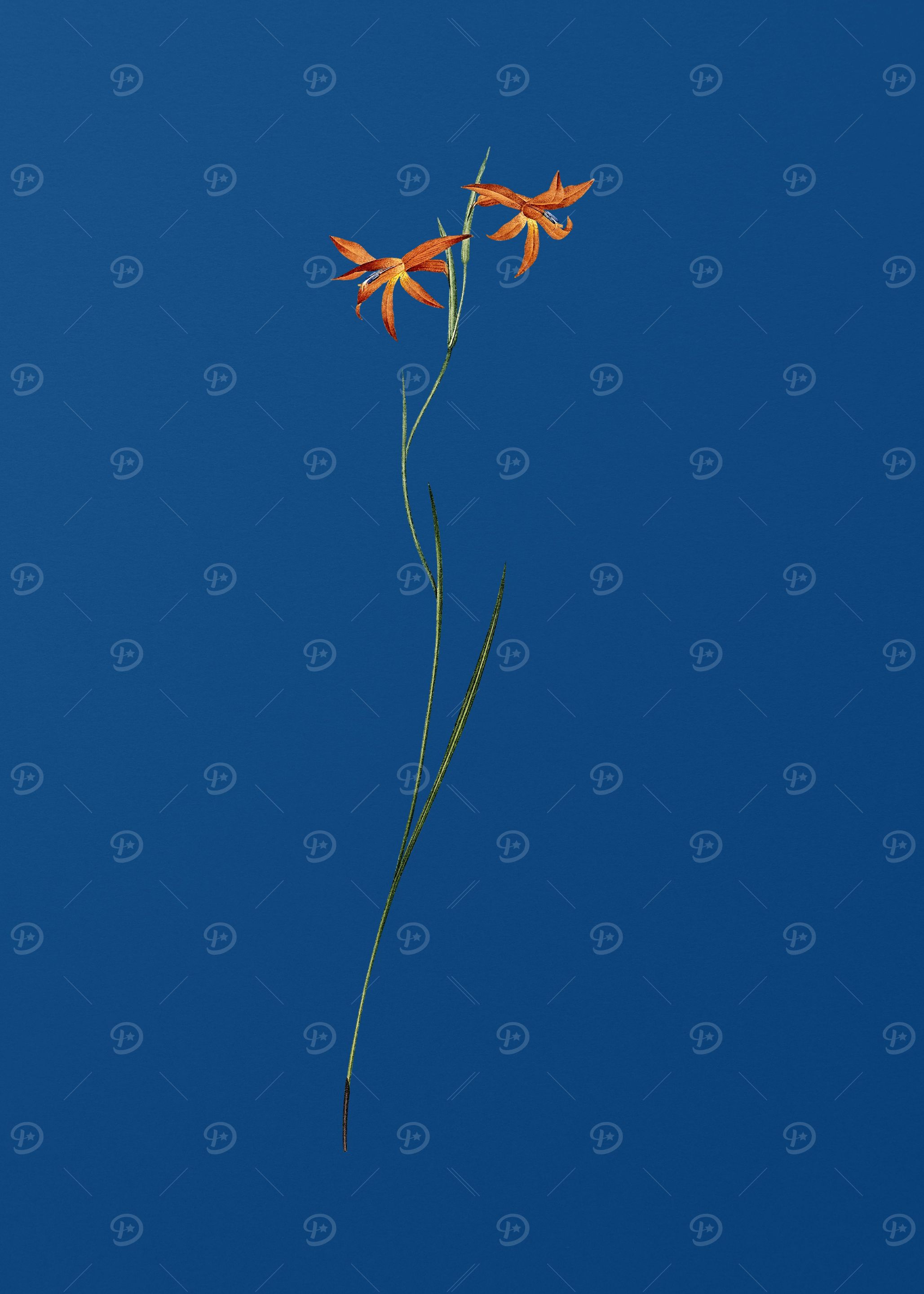 Gladiolus Watsonius