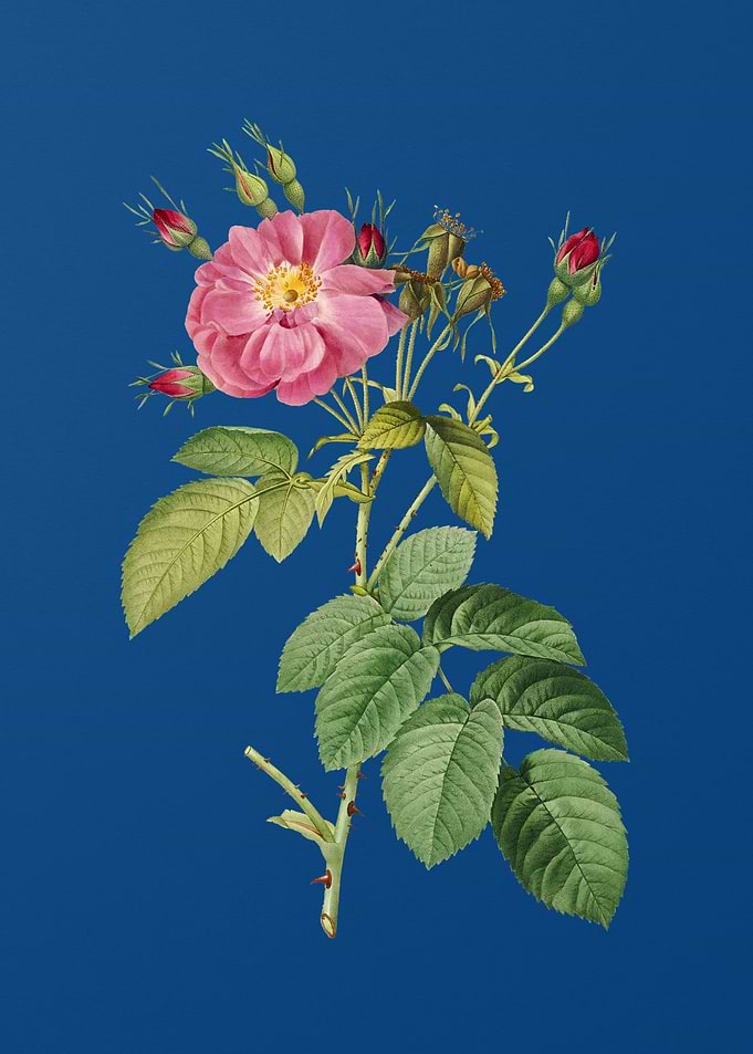 Harsh Downy Rose